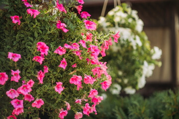 Baskets of hanging petunia flowers on balcony. Petunia flower in ornamental plant.
