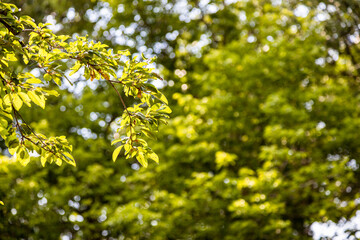 Fototapeta premium green tree twig closeup and defocuced lush foliage