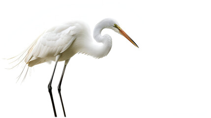 A graceful egret with long legs standing on a white background with copy space, beak pointed forward