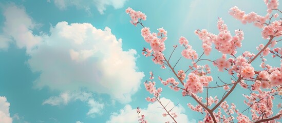 Peach blossoms under a cloudy blue sky The pink branches of this spring tree represent the Vietnamese New Year Holiday Tet. Copy space image. Place for adding text and design