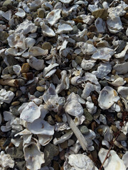 Oyster shells, driftwood, and rocks on a Washington beach