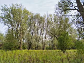 Fototapeta premium 15 September 2024, trees near Vistula River in Warsaw, Poland. Before the flood in 2024, low water level in the Vistula River in Warsaw.