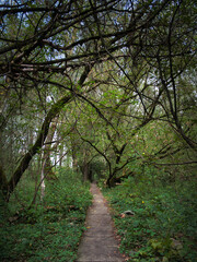 Naklejka premium 15 September 2024, trees near Vistula River in Warsaw, Poland. Before the flood in 2024, low water level in the Vistula River in Warsaw.