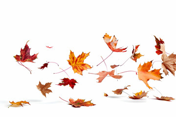 leaves isolated on white