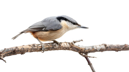 Naklejka premium A small nuthatch creeping along a branch on a white background with copy space, head pointed downward