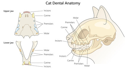 cat dental anatomy, showing labeled incisors, canines, premolars, and molars in both upper and lower jaws hand drawn schematic raster illustration. Medical science educational illustration © Oleksandr Pokusai