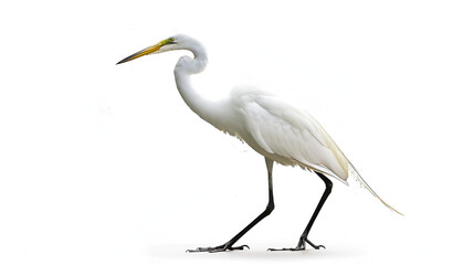 Obraz premium A tall great egret standing on one leg on a white background with copy space, long neck curved