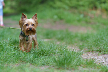 Cute little Yorkshire Terrier on a leash in a summer park. Concept of unity of animal with nature