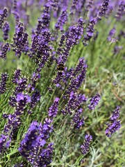 lavender flowers in the garden