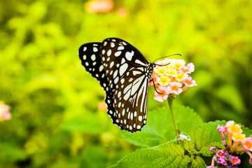 butterfly on flower