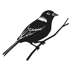 Obraz premium A black bird on a branch