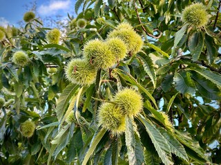 Close-up of a chestnut tree branch with green spiky husks growing among leaves.