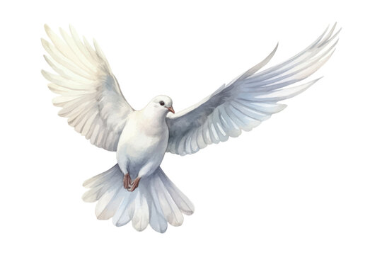 Graceful white dove in flight