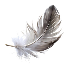 Obraz premium Delicate Feather Gliding on Transparent Background