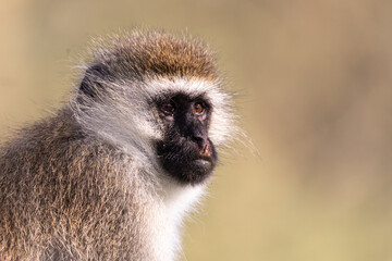 Vervet monkey (Chlorocebus pygerythrus) portrait