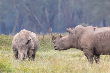 Obraz premium Two white rhino (Ceratotherium simum) in the wild