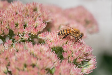 Honey bee on sedum bloom