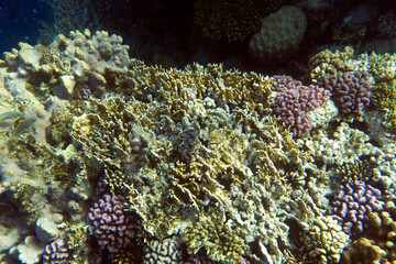 Obraz premium A landscape of coral reef