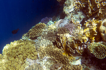 A landscape of coral reef