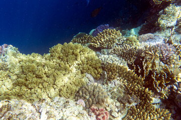 A landscape of coral reef