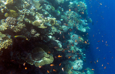 A landscape of coral reef