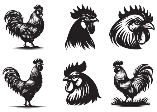 Chicken cock vector silhouette, chicken rooster head logo vector silhouette, rooster logo vector, black and white chicken rooster head silhouette, rooster logo icon template vector illustration