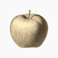 Vintage apple illustration art