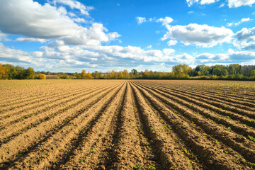 A tranquil and spacious freshly plowed field stretches out under a clear, bright blue sky dotted with fluffy white clouds, representing agricultural preparation and the promise of a new season.