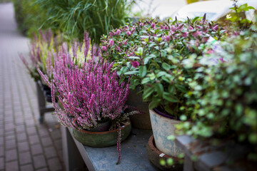 Burgundy heather in a ceramic pot for sale outside of flower shop