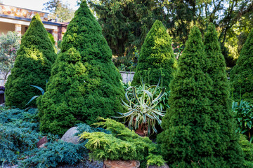 Agave plant in a pot among trimmed thuja, juniper, and round stones. Landscape design in the park.