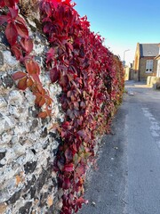 autumn leaves on the road