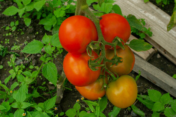 Ripe tomatoes on the branches of a tomato tree for publication, banner, cover, website.