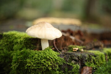 Forêt de Tronçais
