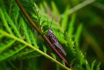 grasshopper on the grass
