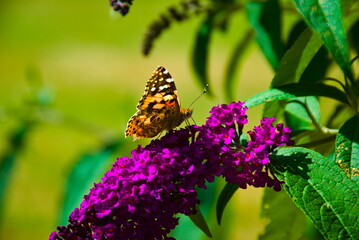 butterfly on flower
