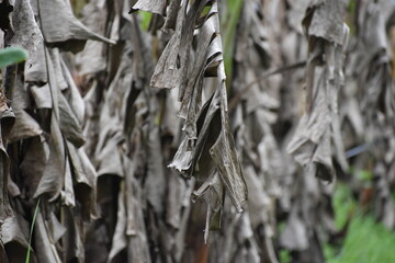 The beauty of dried banana leaves, Pulikkal, Malappuram, Kerala, India