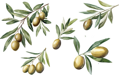 Green olives with leaves isolated on a white background, vector illustration set