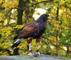 Fototapeta premium drapieżny ptak szukający ofiary do upolowania