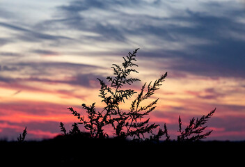 A pigweed plant silhouette against a pink, purple and blue sunset sky. 