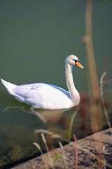 cygne 