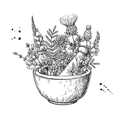 Mortar and pestle with herbs. Alternative medicine objects vector drawing.