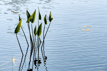 Closeup of Aquatic Plant and Its Reflection on Calm Water