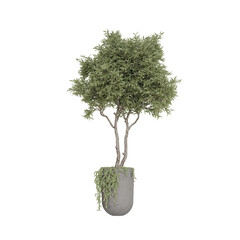 3d render model tree collection
