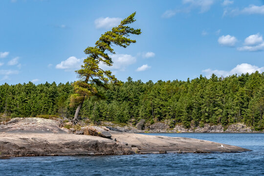 A Leaning Tree Standing on a Big Rock in French River Provincial Park Ontario
