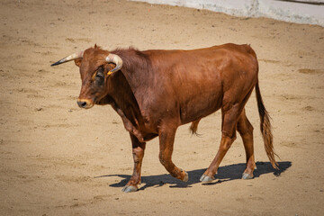 Suelta de novillos en la plaza de toros de El Espinar (Segovia)