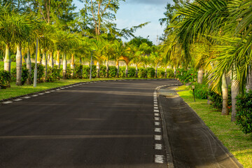 Obraz premium Rows of blue latan palm trees alongside a clean asphalted road in the tropical island of Mauritius 