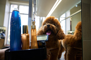 Poodle getting groomed at a salon while enjoying the pampering session