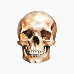 Realistic human skull watercolor illustration
