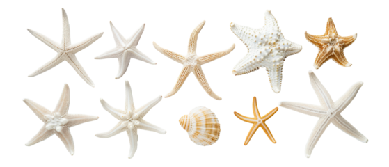 Collection of starfish and seashells isolated on transparent background