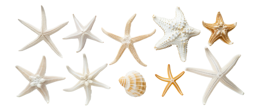 Collection of starfish and seashells isolated on transparent background